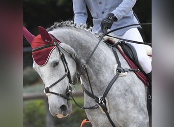Sella Italiano, Mare, 5 years, 16,2 hh, Grey