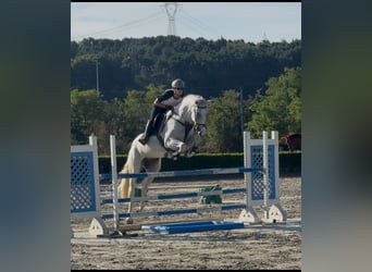 Sella Italiano, Mare, 5 years, 16,2 hh, Grey