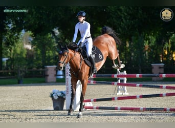 Sella Italiano, Mare, 5 years, Brown