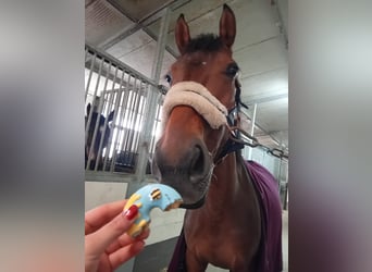 Sella Italiano, Mare, 6 years, 16 hh, Brown