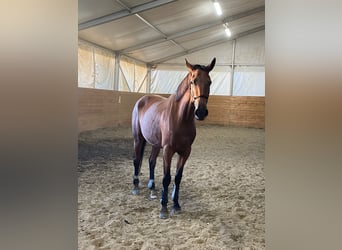 Italienisches Reitpferd, Stute, 6 Jahre, 17,2 hh, Brauner