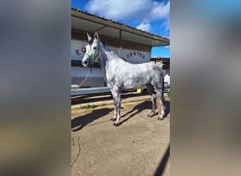 Sella Italiano Mix, Mare, 7 years, 15.1 hh, Grey