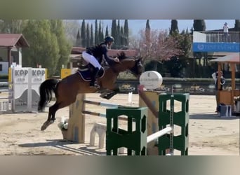 Sella Italiano, Mare, 9 years, 16.1 hh, Brown