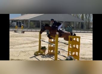 Sella Italiano, Mare, 9 years, 16.1 hh, Brown