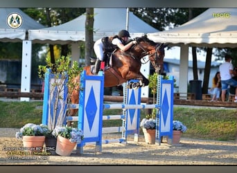 Sella Italiano, Mare, 9 years, 16,2 hh, Brown