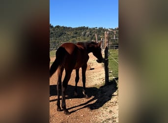 Sella Italiano, Mare, Foal (04/2025), Brown-Light