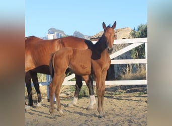 Sella Italiano, Mare, Foal (05/2026), Brown