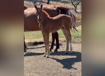 Sella Italiano, Mare, Foal (05/2026), Chestnut-Red