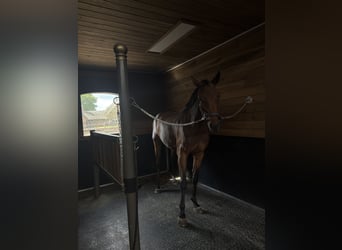 Sella Italiano, Merrie, 12 Jaar, 175 cm, Bruin