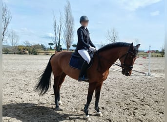 Sella Italiano, Merrie, 14 Jaar, 170 cm, Bruin