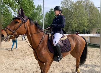 Sella Italiano, Merrie, 16 Jaar, 161 cm, Bruin