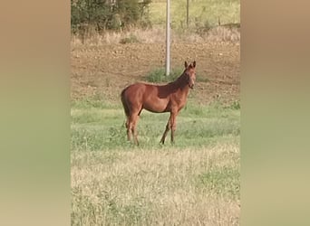 Sella Italiano, Merrie, 1 Jaar, Donkere-vos