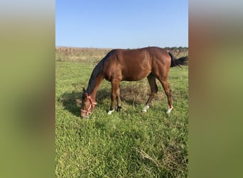 Sella Italiano, Merrie, 1 Jaar, Lichtbruin