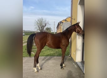 Sella Italiano, Merrie, 1 Jaar, Lichtbruin