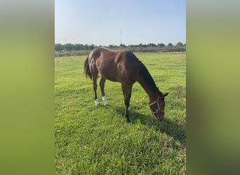 Sella Italiano, Merrie, 1 Jaar, Lichtbruin