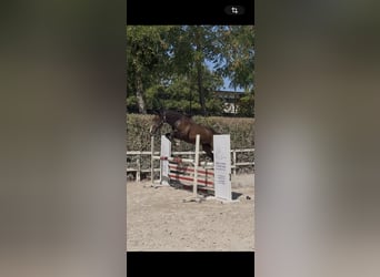 Sella Italiano, Merrie, 2 Jaar, Bruin