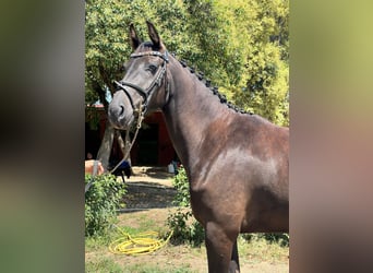 Sella Italiano, Merrie, 3 Jaar, 163 cm, Donkerbruin