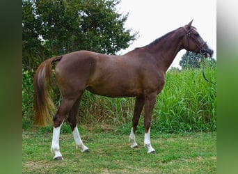 Sella Italiano, Merrie, 5 Jaar, 165 cm, Donkere-vos