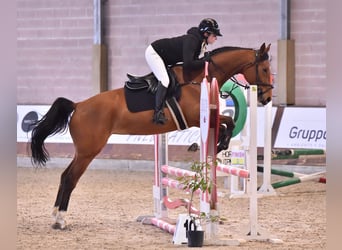 Sella Italiano, Merrie, 5 Jaar, Lichtbruin