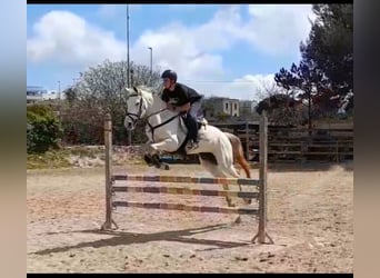 Sella Italiano, Merrie, 6 Jaar, 165 cm, Schimmel