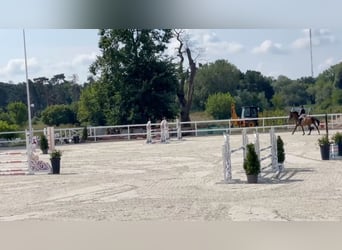 Sella Italiano, Merrie, 6 Jaar, 168 cm, Bruin