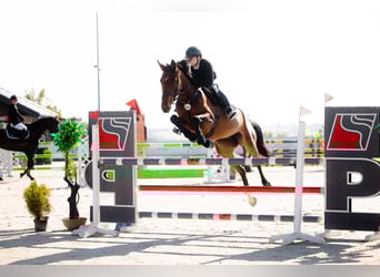Sella Italiano, Merrie, 6 Jaar, 168 cm, Bruin