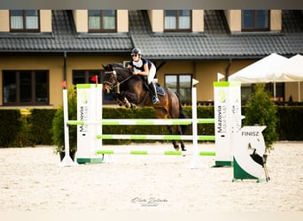 Sella Italiano, Merrie, 8 Jaar, 170 cm, Donkerbruin