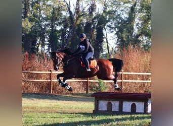 Sella Italiano, Merrie, 9 Jaar, 171 cm, Bruin