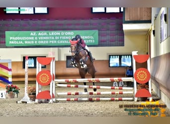 Sella Italiano, Merrie, 9 Jaar, 171 cm, Bruin