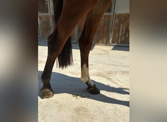 Sella Italiano, Ogier, 2 lat, 154 cm, Gniada