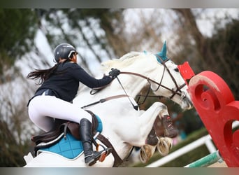 Sella Italiano, Ruin, 11 Jaar, 171 cm, Schimmel