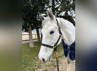 Sella Italiano, Ruin, 11 Jaar, 171 cm, Schimmel
