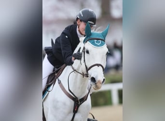 Sella Italiano, Ruin, 11 Jaar, 171 cm, Schimmel