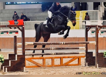 Sella Italiano, Ruin, 13 Jaar, Zwartbruin