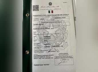 Sella Italiano, Ruin, 2 Jaar, 165 cm, Bruin