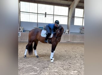 Sella Italiano Mix, Ruin, 4 Jaar, 177 cm, Roodbruin