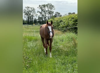 Sella Italiano, Ruin, 5 Jaar, 173 cm, Vos