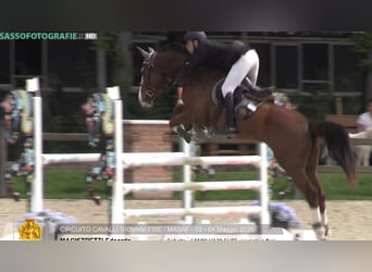 Sella Italiano, Ruin, 6 Jaar, 170 cm, Vos