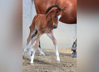 Sella Italiano, Semental, 1 año, Castaño