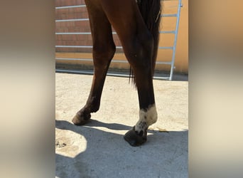 Sella Italiano, Semental, 2 años, 154 cm, Castaño