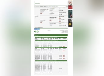 Sella Italiano, Semental, 2 años, 160 cm, Castaño