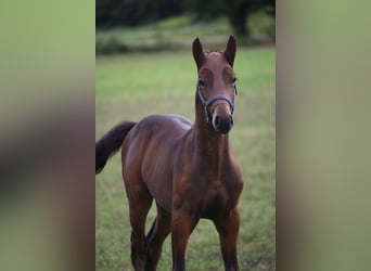 Sella Italiano, Semental, 2 años, Castaño oscuro