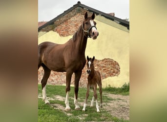 Sella Italiano, Semental, Potro (06/2024), Castaño