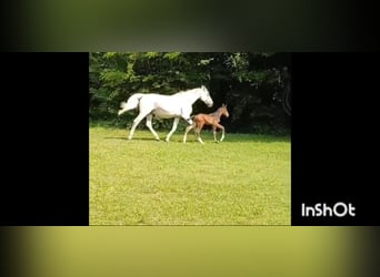 Sella Italiano, Stallion, 1 year, Brown-Light