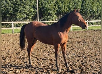 Sella Italiano, Stallion, 2 years, Brown