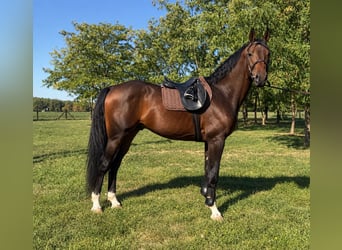Sella Italiano, Stallion, 5 years, 16.1 hh, Bay-Dark