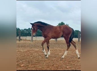 Sella Italiano, Stallion, Foal (02/2024), 11.2 hh, Brown