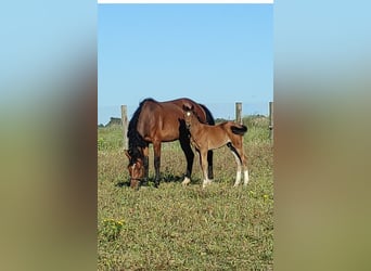 Sella Italiano, Stallion, Foal (02/2024), 11.2 hh, Brown