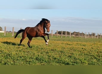 Sella Italiano, Stallion, Foal (02/2024), 11.2 hh, Brown