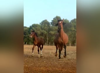 Sella Italiano, Stallion, Foal (02/2024), 11.2 hh, Brown